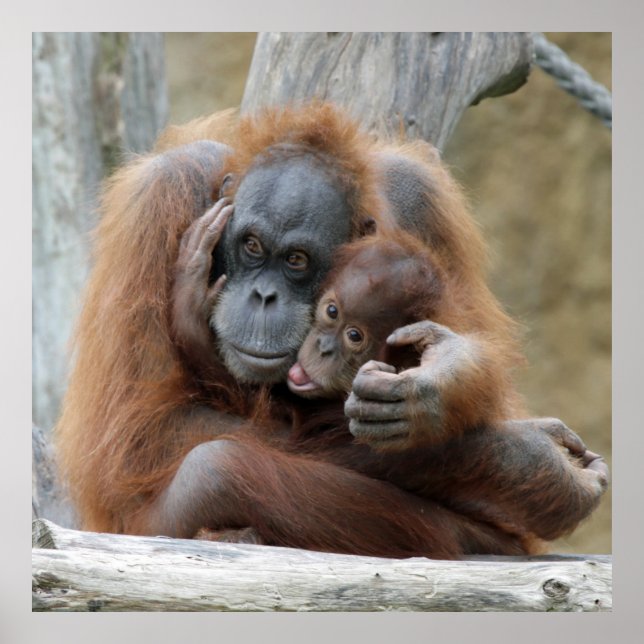 Orang Utan 001 Poster (Framsidan)