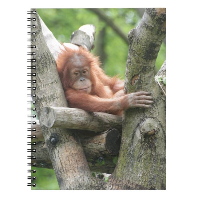 Orang-Utan Anteckningsbok (Framsidan)