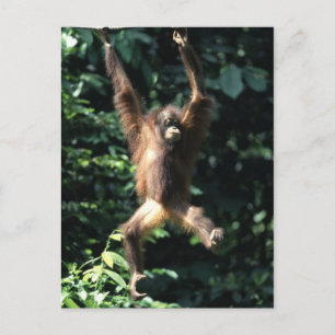 Orang utan i Borneo Postcard Vykort