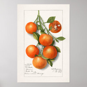 Orangar (Calamondian) Färgmålning för frukt Poster