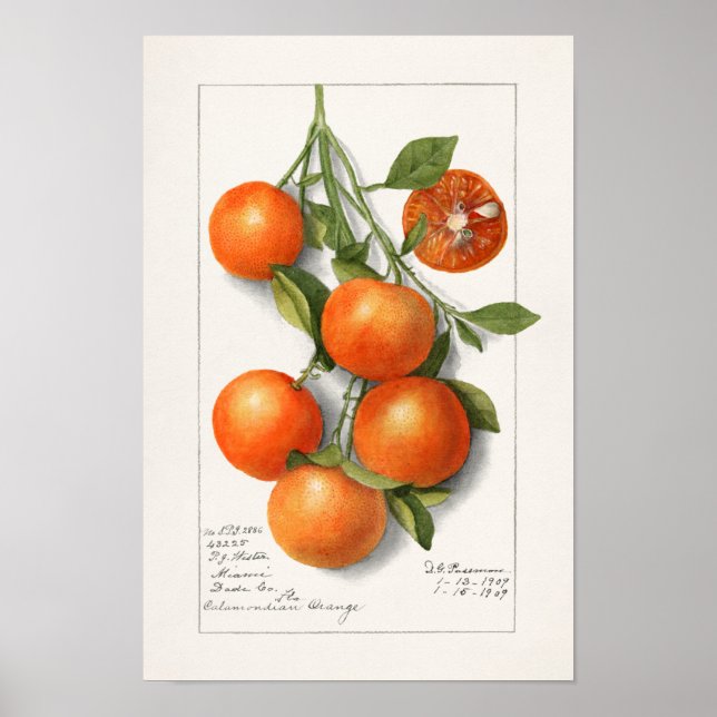 Orangar (Calamondian) Färgmålning för frukt Poster (Framsidan)
