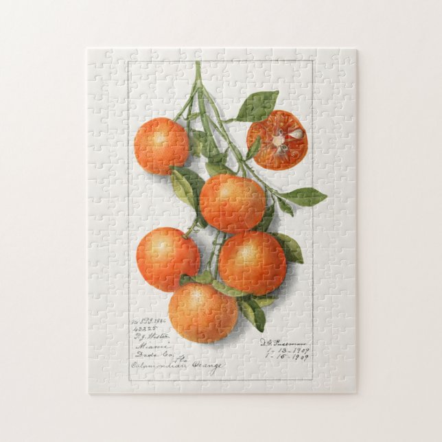 Orangar (Calamondian) Färgmålning för frukt Pussel (Vertikal)
