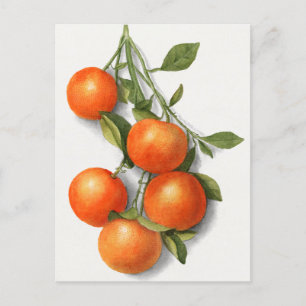 Orangar (Calamondian): Färgmålning för frukt Vykort