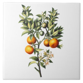 Orangar för vintage kakelplatta