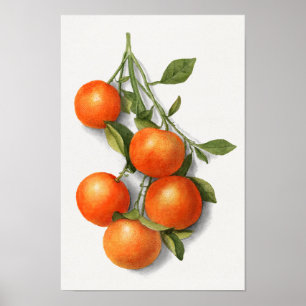 Orangar för Vintage, vattenfärgbild Poster