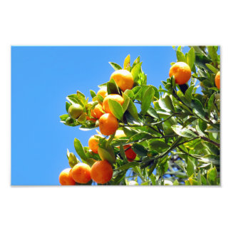 Orangar Fototryck