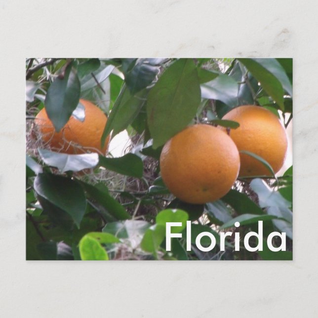 Orangar Fotovykort Vykort (Framsida)