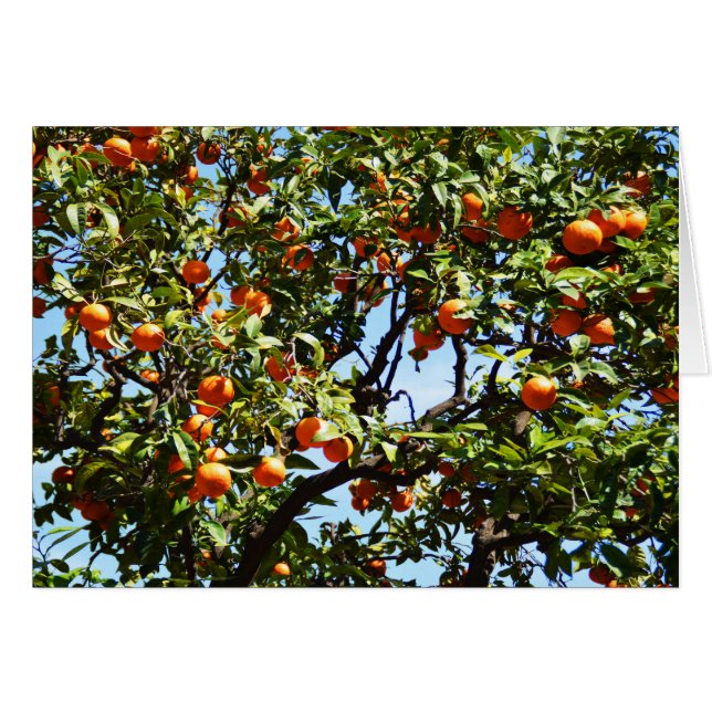 Orangar Hälsningskort (Framsidan Horizontal)