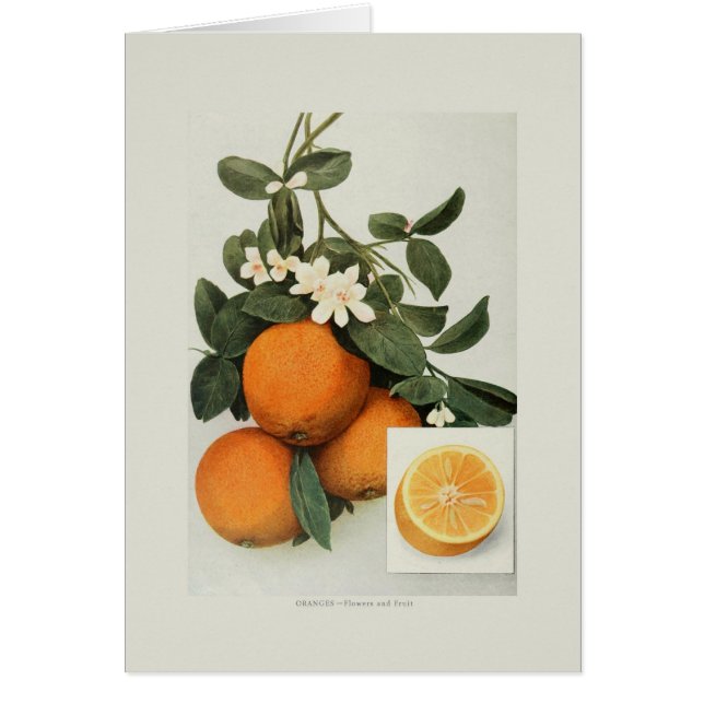Orangar Hälsningskort (Framsidan)