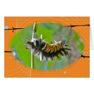 Orangar i Milkweed Tussock Moth Caterpelare Hälsningskort