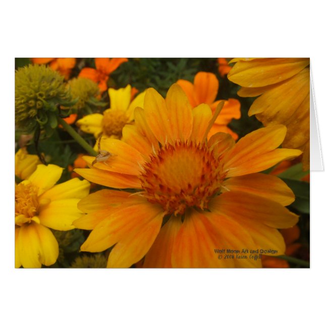 Orangar och citroner, bladblommor med kryddspider hälsningskort (Framsidan Horizontal)