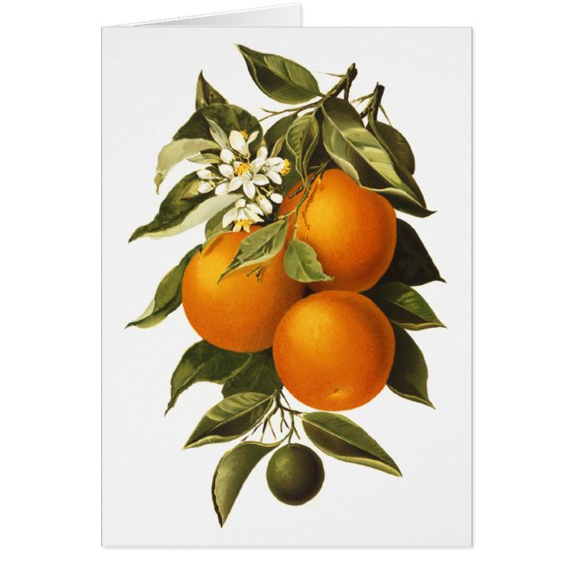 Orangar och vallmor hälsningskort (Framsidan)