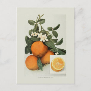 Orangar Vykort