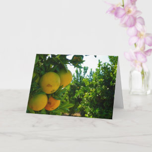 Orangarna Valencia i Orange Grove Kort