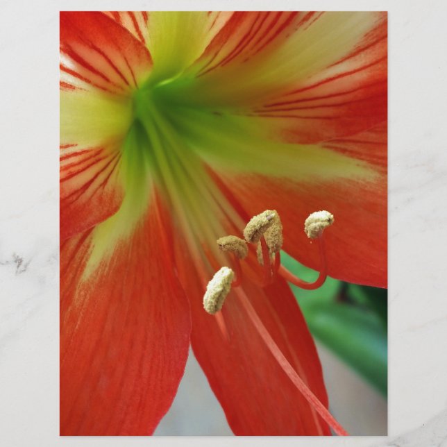 orange (Framsida)
