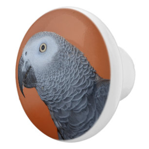 Orange African Grått Parrot Dresser Knob Knopp