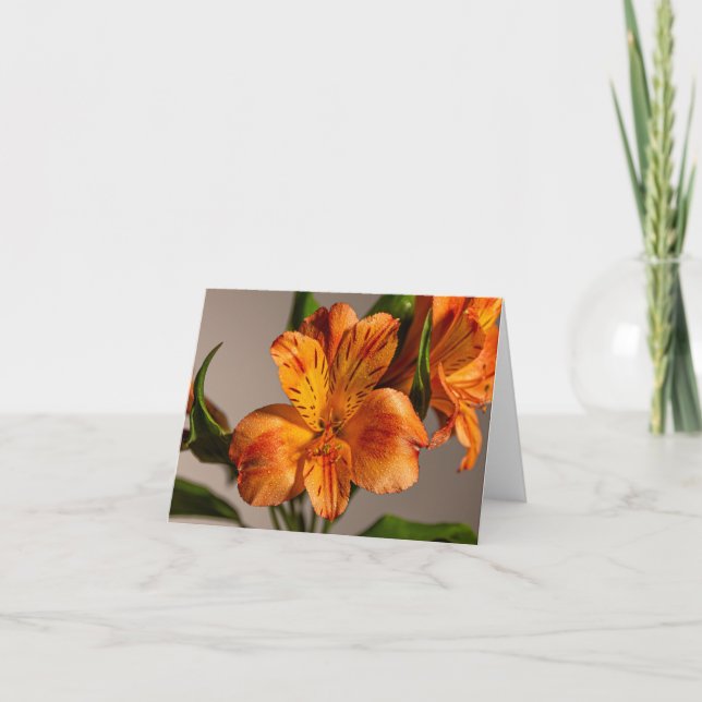 Orange Alstroemeria Lily Kort (Framsida)