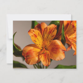 Orange Alstroemeria Lily Vykort