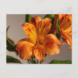 Orange Alstroemeria Lily Vykort