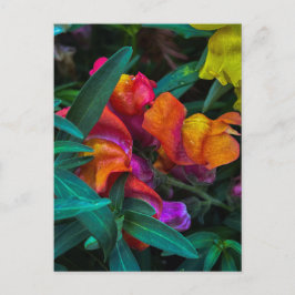 Orange Antirrhinum Vykort