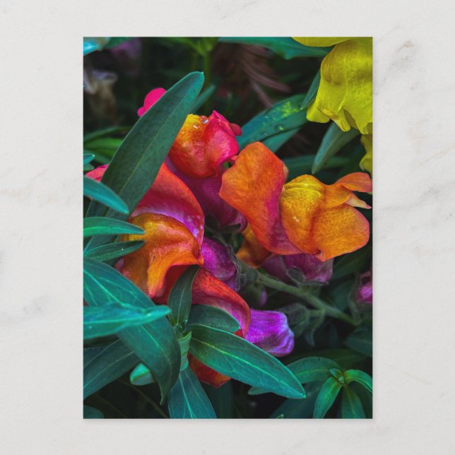 Orange Antirrhinum Vykort (Framsida)