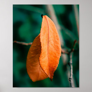 Orange Apelsin Färgade Höstlöv på en Slank Kvists Poster