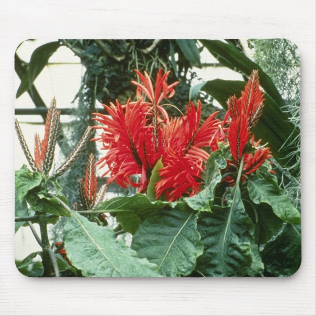 Orange Aphelandra Tetragona (sebraväxt) blommor Musmatta (Framsidan)