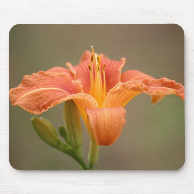 Orange asiatisk lilja musmatta (Framsidan)