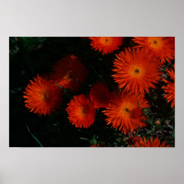 Orange av Grönt i sydlig Afrika Succulents Flowers Poster (Framsidan)