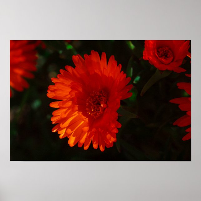 Orange av Grönt i sydlig Afrika Succulents Flowers Poster (Framsidan)