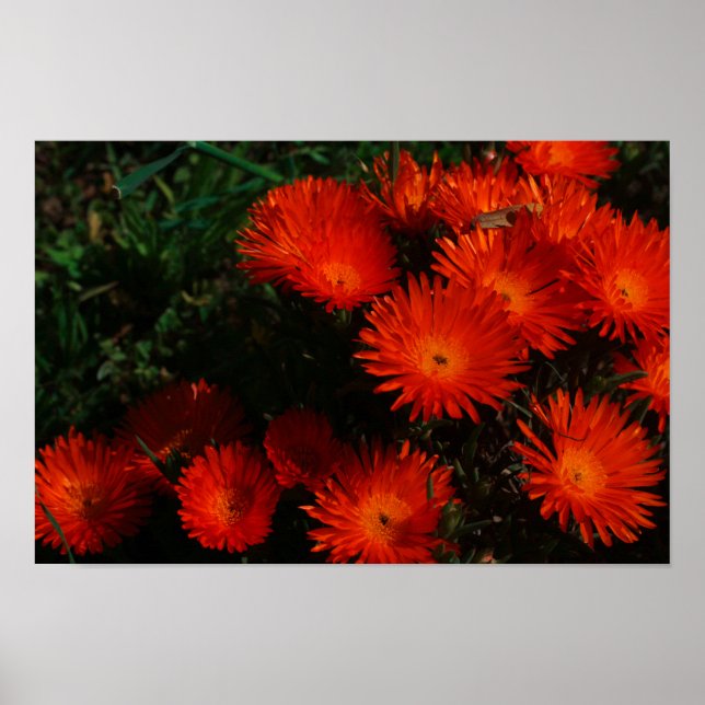 Orange av Grönt i sydlig Afrika Succulents Flowers Poster (Framsidan)