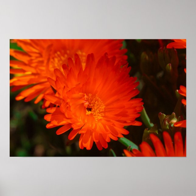Orange av Grönt i sydlig Afrika Succulents Flowers Poster (Framsidan)