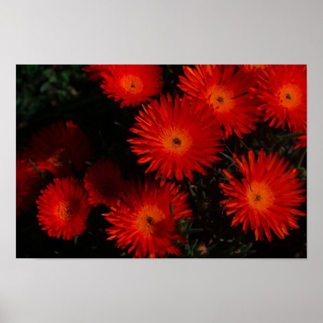 Orange av Grönt i sydlig Afrika Succulents Flowers Poster (Framsidan)