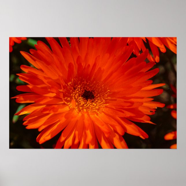 Orange av Grönt i sydlig Afrika Succulents Flowers Poster (Framsidan)