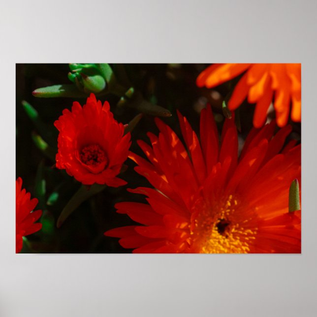 Orange av Grönt i sydlig Afrika Succulents Flowers Poster (Framsidan)