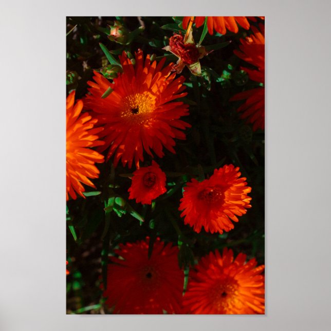 Orange av Grönt i sydlig Afrika Succulents Flowers Poster (Framsidan)