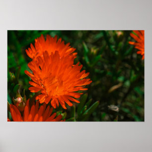 Orange av Grönt i sydlig Afrika Succulents Flowers Poster