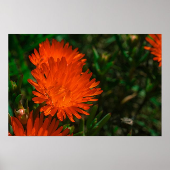 Orange av Grönt i sydlig Afrika Succulents Flowers Poster (Framsidan)