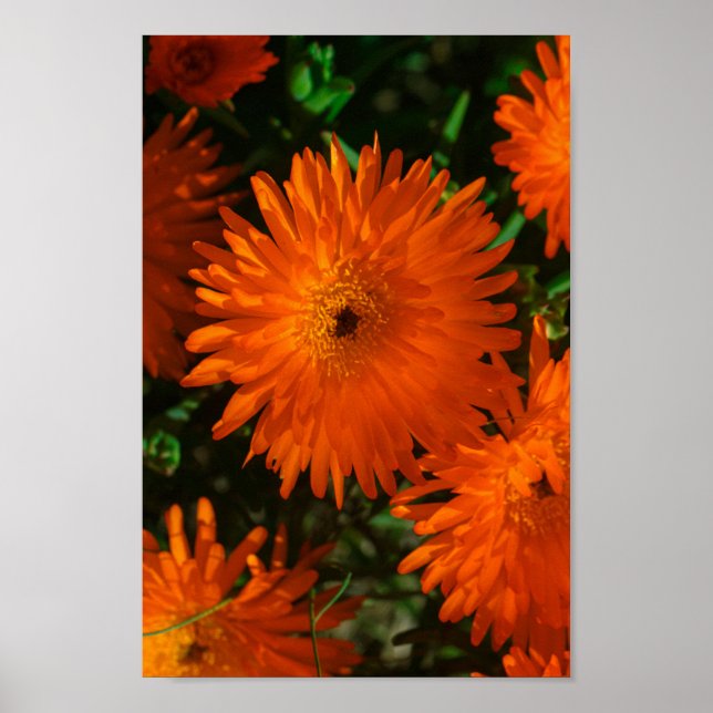 Orange av Grönt i sydlig Afrika Succulents Flowers Poster (Framsidan)