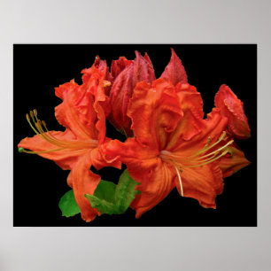 Orange Azalea Blommar Poster