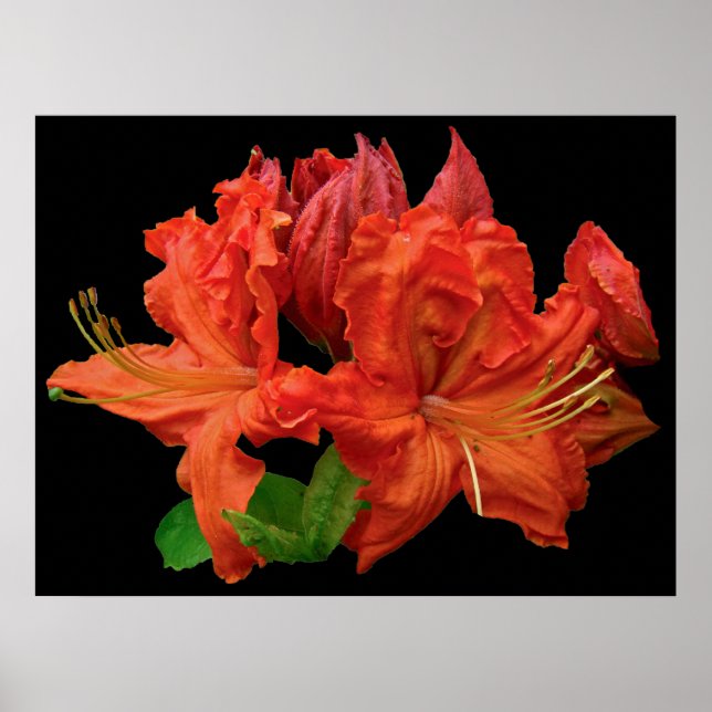 Orange Azalea Blommar Poster (Framsidan)