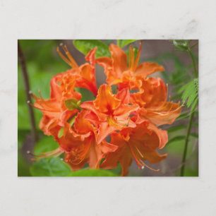 Orange Azalea Bush Blommigt Postcards Vykort