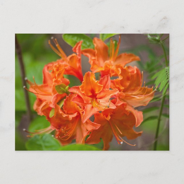Orange Azalea Bush Blommigt Postcards Vykort (Framsida)