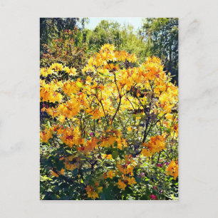 Orange Azalea Vykort