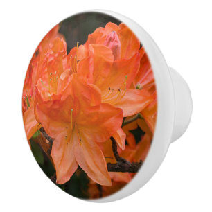 Orange Azaleablommor Knopp