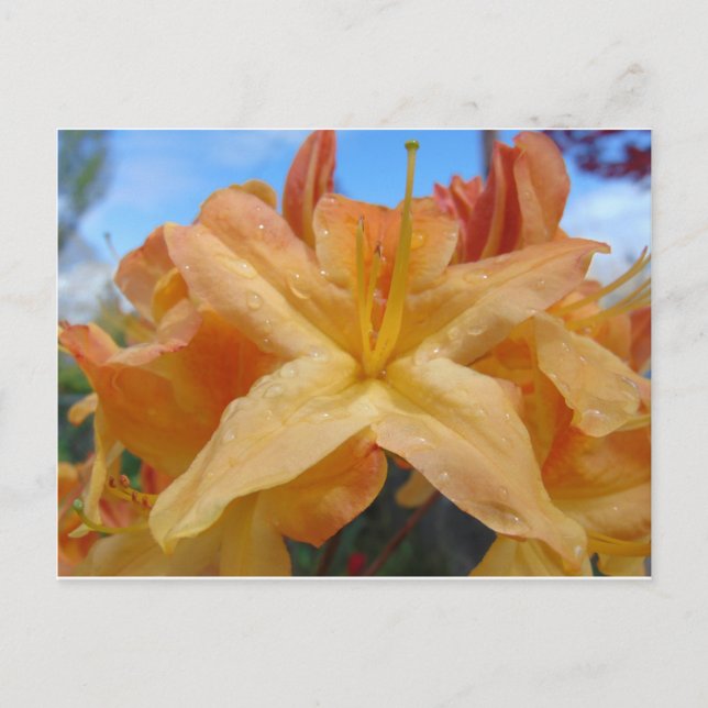Orange Azaleas Vykort (Framsida)