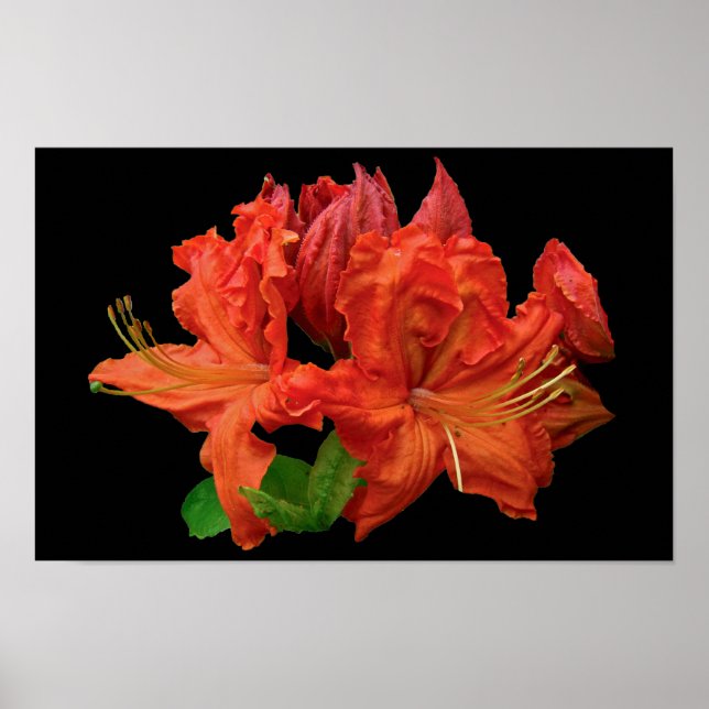 Orange Azaleor Blommor Poster (Framsidan)