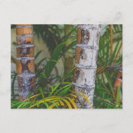 Orange Bamboo Vykort