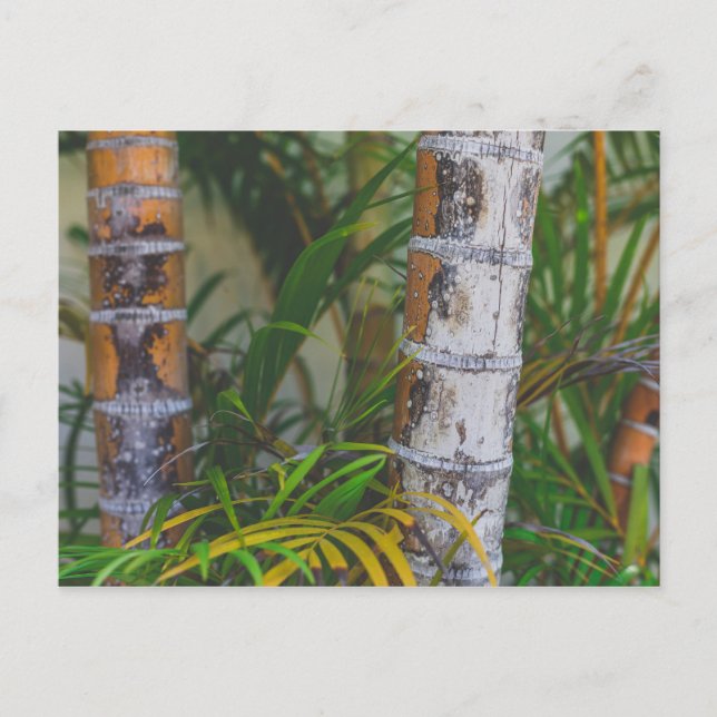 Orange Bamboo Vykort (Framsida)