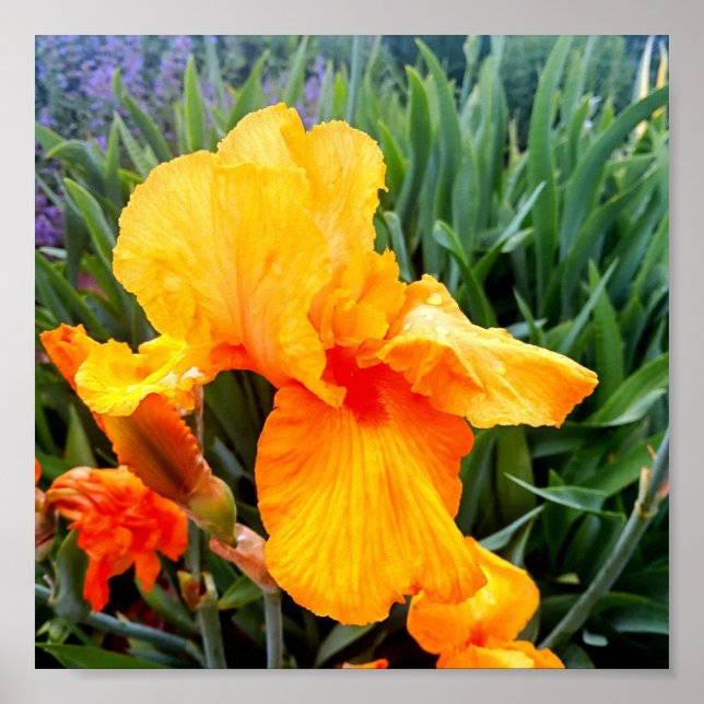Orange Bearded Iris Poster (Framsidan)